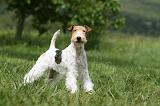 FOX TERRIER 614